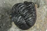 Two Detailed Gerastos Trilobite Fossils - Morocco #376924-10